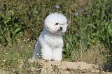 BICHON FRISE 278